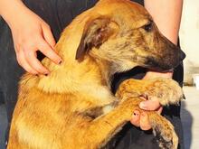 TIGROTTA, Hund, Segugio Italiano-Mix in Italien - Bild 20