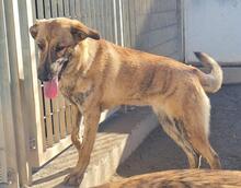 TIGROTTA, Hund, Segugio Italiano-Mix in Italien - Bild 4