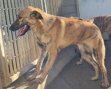 TIGROTTA, Hund, Segugio Italiano-Mix in Italien - Bild 5