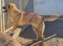 TIGROTTA, Hund, Segugio Italiano-Mix in Italien - Bild 6