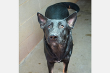 MIA2, Hund, Deutscher Schäferhund-Mix in Spanien - Bild 1