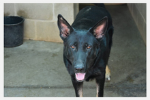 MIA2, Hund, Deutscher Schäferhund-Mix in Spanien - Bild 4
