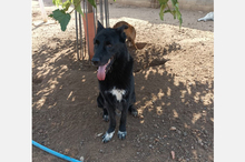 ROKI, Hund, Mischlingshund in Viernheim - Bild 11