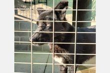 ROKI, Hund, Mischlingshund in Viernheim - Bild 12
