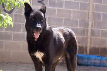 ROKI, Hund, Mischlingshund in Viernheim - Bild 14