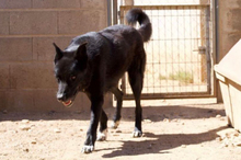 ROKI, Hund, Mischlingshund in Viernheim - Bild 16