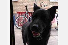 ROKI, Hund, Mischlingshund in Viernheim - Bild 22