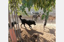 ROKI, Hund, Mischlingshund in Viernheim - Bild 4
