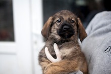 REEF, Hund, Mischlingshund in Rumänien - Bild 1