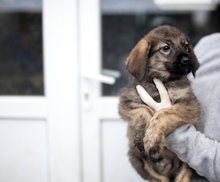 REEF, Hund, Mischlingshund in Rumänien - Bild 2