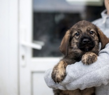 REEF, Hund, Mischlingshund in Rumänien - Bild 3
