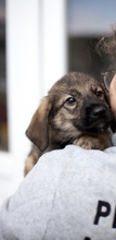 REEF, Hund, Mischlingshund in Rumänien - Bild 6