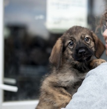 REEF, Hund, Mischlingshund in Rumänien - Bild 9