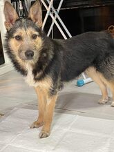 SHYLA, Hund, Mischlingshund in Rumänien - Bild 2