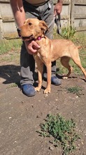 BIZSU, Hund, Mischlingshund in Ungarn - Bild 1