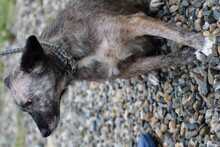 SHERYL, Hund, Mischlingshund in Rumänien - Bild 2