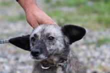 SHERYL, Hund, Mischlingshund in Rumänien - Bild 4