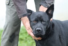 KIONO, Hund, Akita Inu-Labrador-Mix in Rumänien - Bild 1