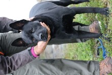 KIONO, Hund, Akita Inu-Labrador-Mix in Rumänien - Bild 2