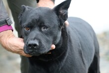 KIONO, Hund, Akita Inu-Labrador-Mix in Rumänien - Bild 3