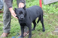 KIONO, Hund, Akita Inu-Labrador-Mix in Rumänien - Bild 5