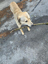 COOKIE, Hund, Mischlingshund in Königswinter - Bild 4