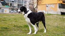 ARCHI, Hund, Mischlingshund in Bulgarien - Bild 2