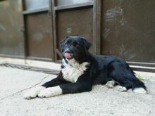 YARI, Hund, Mischlingshund in Bulgarien - Bild 2