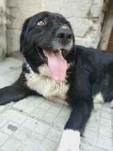 YARI, Hund, Mischlingshund in Bulgarien - Bild 3