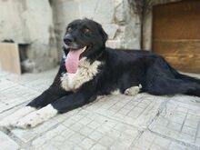 YARI, Hund, Mischlingshund in Bulgarien - Bild 4