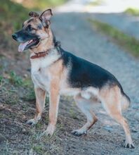 VILLY, Hund, Deutscher Schäferhund-Mix in Slowakische Republik - Bild 16