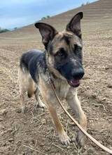 VILLY, Hund, Deutscher Schäferhund-Mix in Slowakische Republik - Bild 17