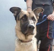 VILLY, Hund, Deutscher Schäferhund-Mix in Slowakische Republik - Bild 18
