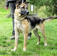 VILLY, Hund, Deutscher Schäferhund-Mix in Slowakische Republik - Bild 19