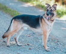 VILLY, Hund, Deutscher Schäferhund-Mix in Slowakische Republik - Bild 2