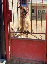 VILLY, Hund, Deutscher Schäferhund-Mix in Slowakische Republik - Bild 20