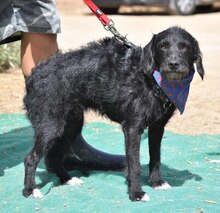 SERENA, Hund, Mischlingshund in Spanien - Bild 3