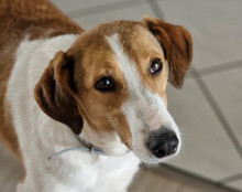 JEKA, Hund, Mischlingshund in Kroatien - Bild 1