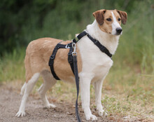JEKA, Hund, Mischlingshund in Kroatien - Bild 10