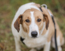 JEKA, Hund, Mischlingshund in Kroatien - Bild 14
