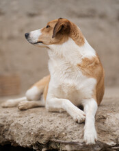JEKA, Hund, Mischlingshund in Kroatien - Bild 15
