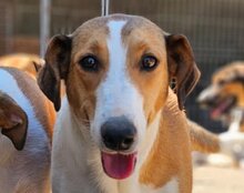 JEKA, Hund, Mischlingshund in Kroatien - Bild 18