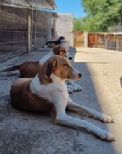 JEKA, Hund, Mischlingshund in Kroatien - Bild 23