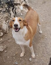 JEKA, Hund, Mischlingshund in Kroatien - Bild 24