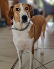 JEKA, Hund, Mischlingshund in Kroatien - Bild 7