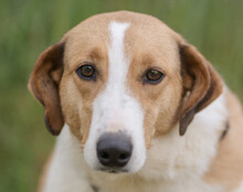JEKA, Hund, Mischlingshund in Kroatien - Bild 9