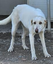 CREAM, Hund, Mischlingshund in Italien - Bild 20