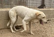 CREAM, Hund, Mischlingshund in Italien - Bild 22