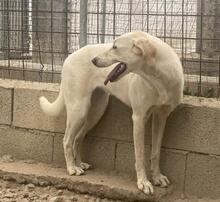 CREAM, Hund, Mischlingshund in Italien - Bild 26