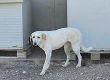 CREAM, Hund, Mischlingshund in Italien - Bild 28